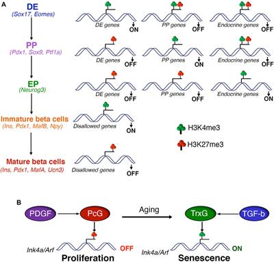 Polycomb Repressive Complexes: Shaping Pancreatic Beta-Cell Destiny in Development and Metabolic Disease